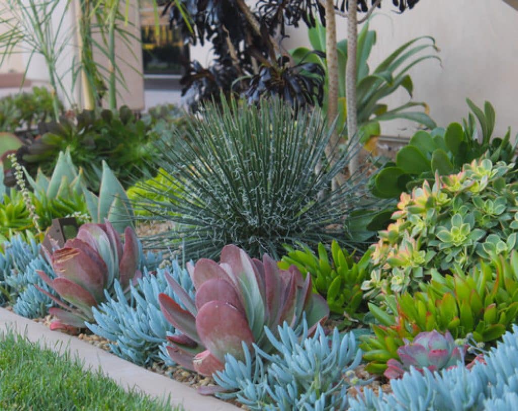 succulents in the front cool designs for landscapes img 20d1b3d903acc358 8 7336 1 07a5d1b - 152 Easy and Effective Front Yard Landscaping Ideas & Pictures - HandyMan.Guide - Front Yard Landscaping Ideas