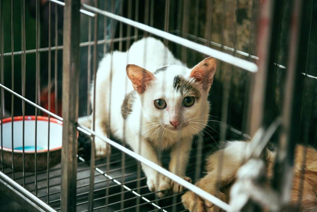 white and brHow To Keep Cats Out Of Your Yard - Best Guideown cat inside cage