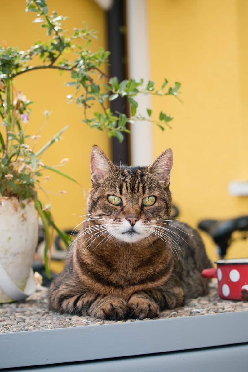 How To Keep Cats Out Of Your Yard - Best Guide