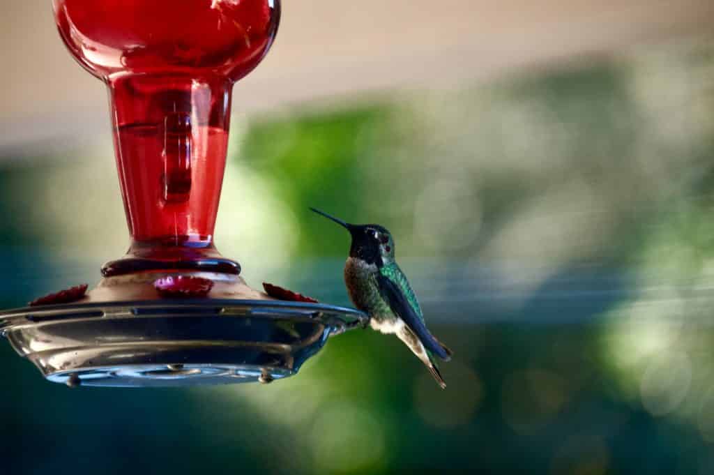 green and black humming bird on red glass bottle