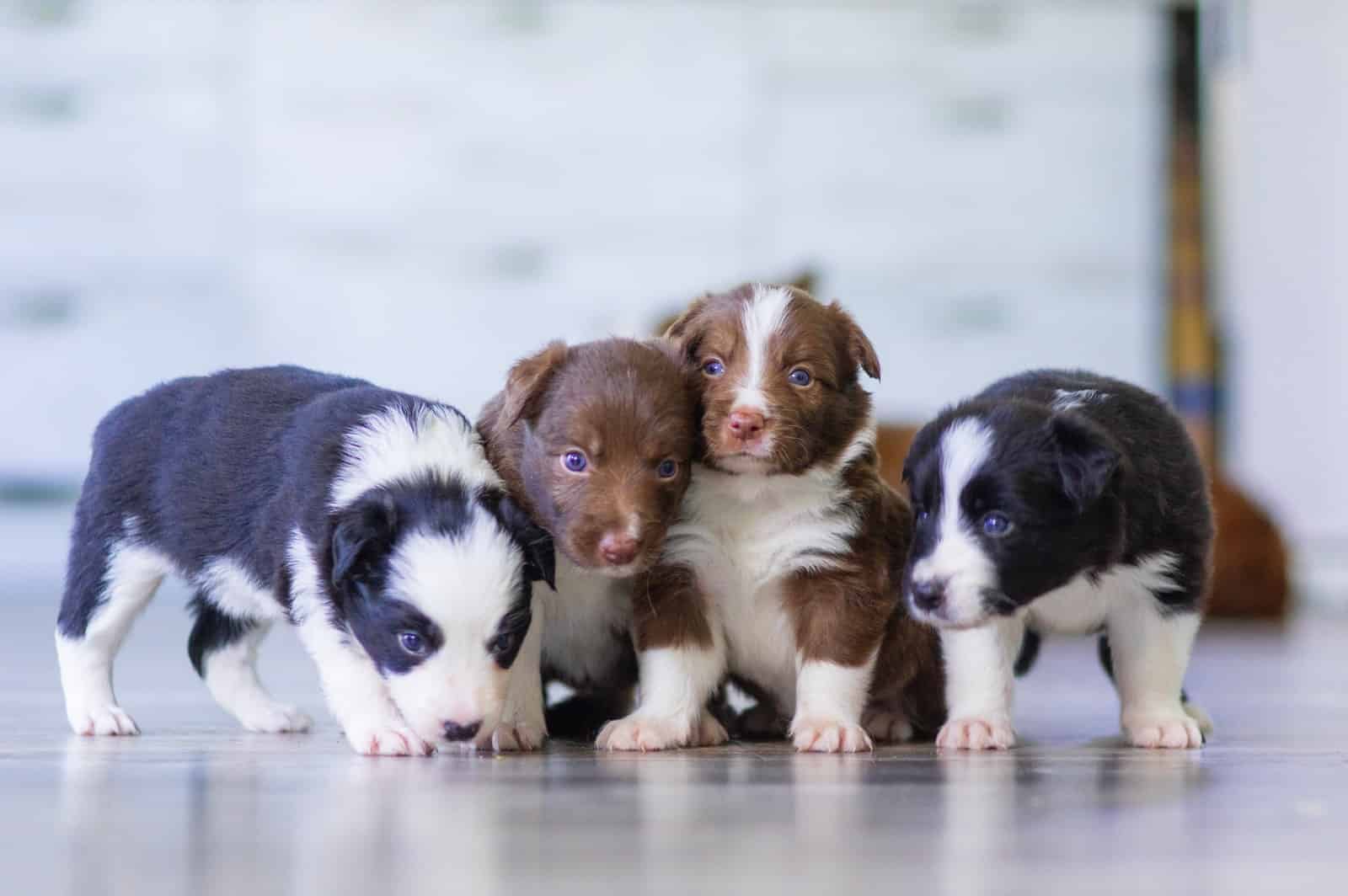 Teacup Puppies black and white short coated puppies