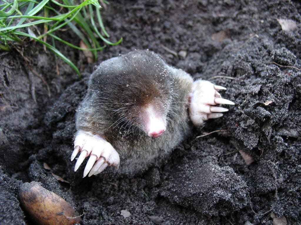 13299 - The Best Mole Repellents for Pest Control in the Yard - HandyMan.Guide - mole repellents