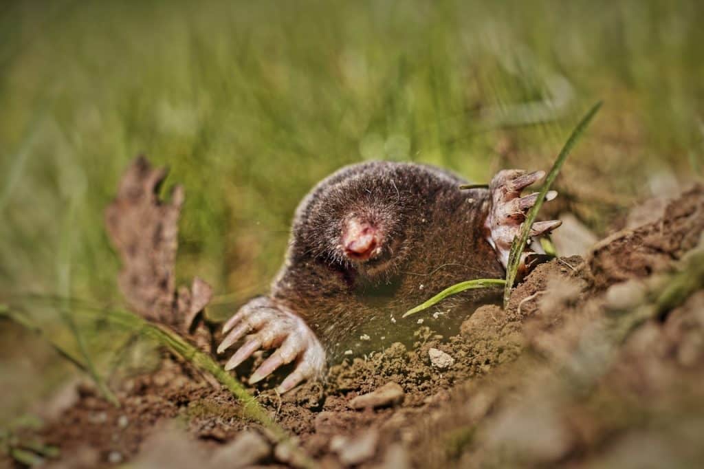 1347755 - The Best Mole Repellents for Pest Control in the Yard - HandyMan.Guide - mole repellents