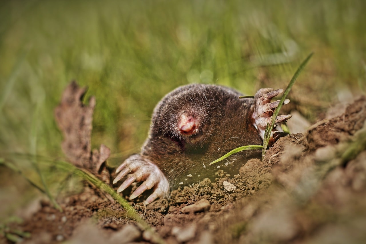 1347755 - The Best Mole Repellents for Pest Control in the Yard - HandyMan.Guide - mole repellents