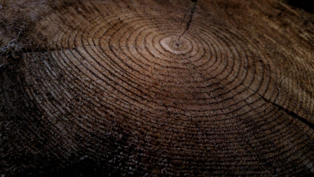 Close-up of growth rings in a thick tree stump