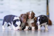 Toy & Teacup Puppies For Sale near me