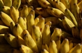 How to Grow Bananas in Your Backyard: A Complete Guide for Beginners